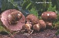Agaricus lanipes-amf124